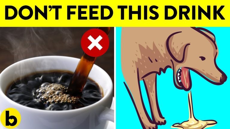 11 Drinks That Can Kill Your Dog